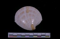 藏品(滿月鏡文蛤)的圖片